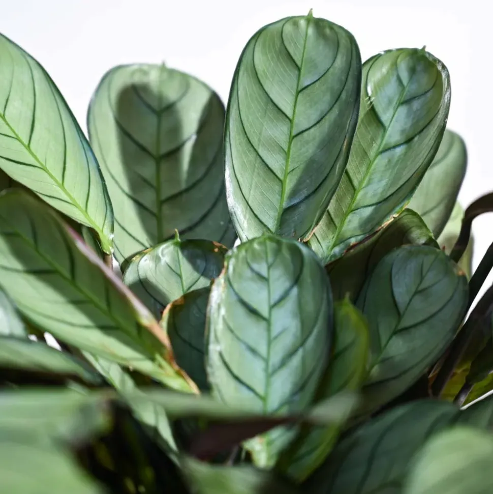 Calathea Prayer Plant - Medium