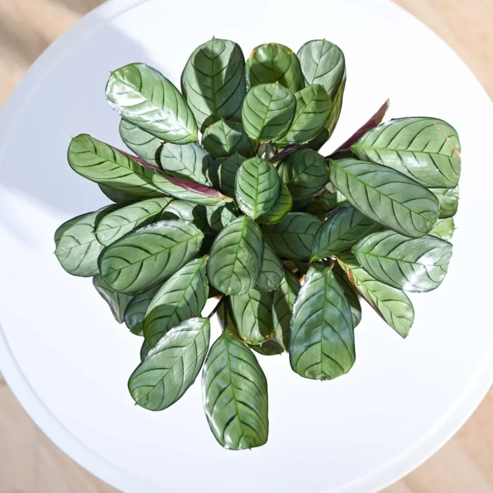 Calathea Prayer Plant - Medium