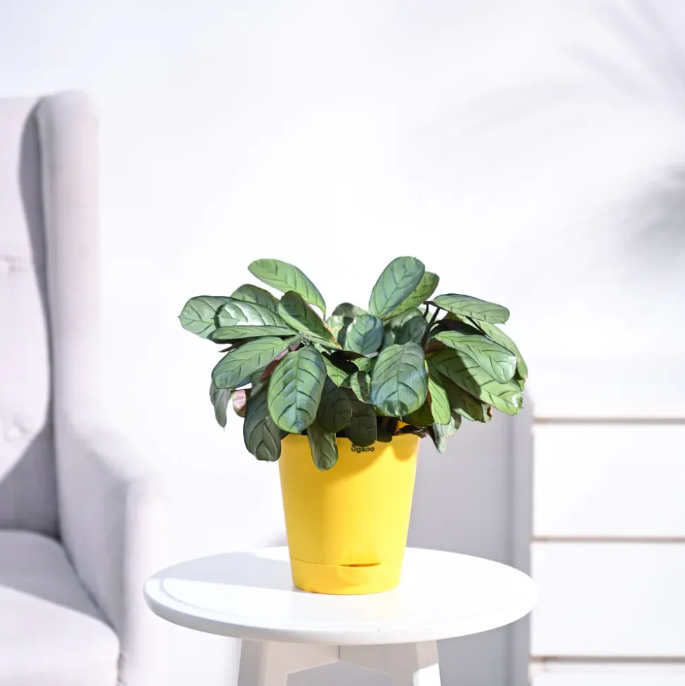 Calathea Prayer Plant - Medium