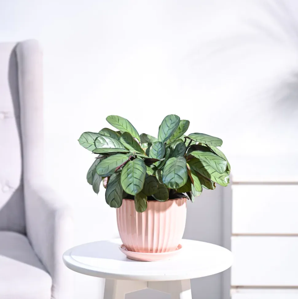 Calathea Prayer Plant - Medium