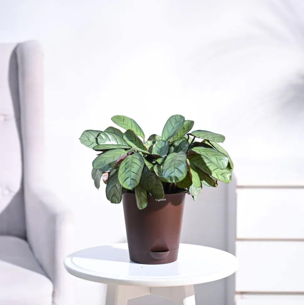 Calathea Prayer Plant - Medium