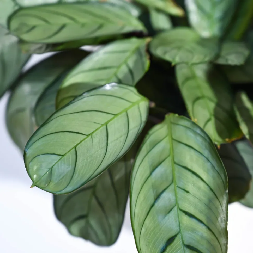 Calathea Prayer Plant - Medium