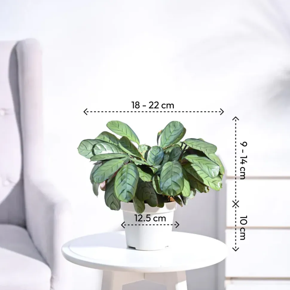 Calathea Prayer Plant - Medium