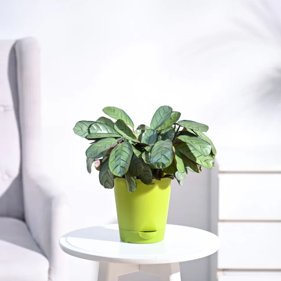 Calathea Prayer Plant - Medium