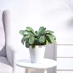 Calathea Prayer Plant - Medium