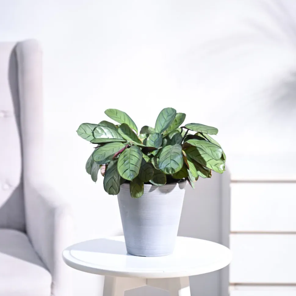 Calathea Prayer Plant - Medium