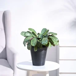 Calathea Prayer Plant - Medium
