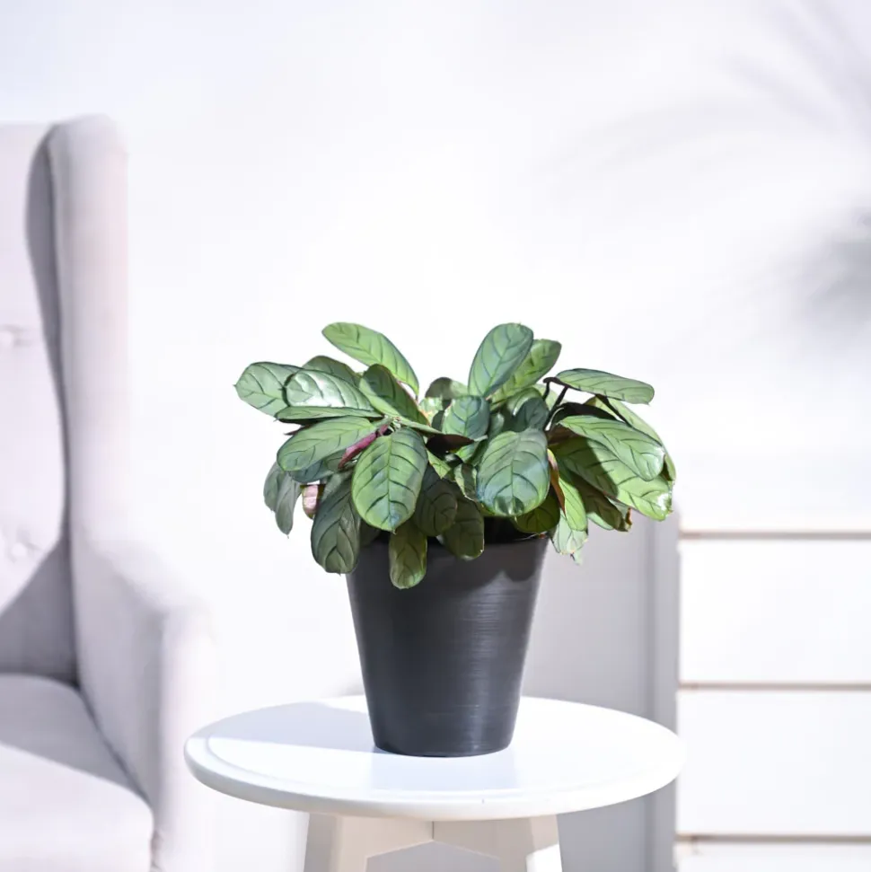 Calathea Prayer Plant - Medium