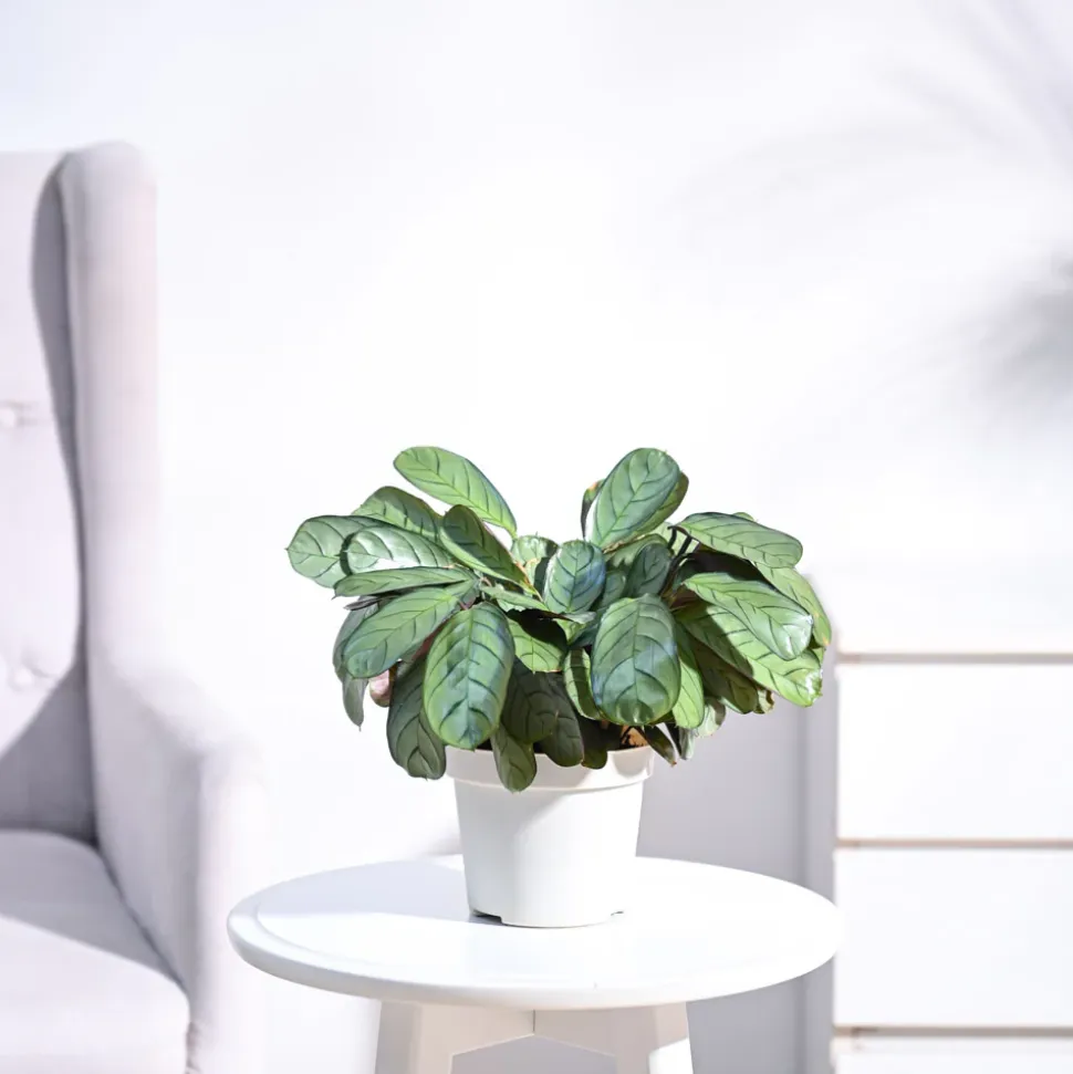 Calathea Prayer Plant - Medium