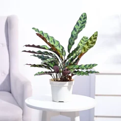 Calathea Rattlesnake Plant