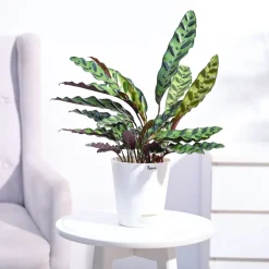 Calathea Rattlesnake Plant