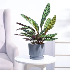 Calathea Rattlesnake Plant