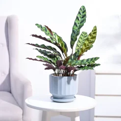 Calathea Rattlesnake Plant