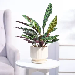 Calathea Rattlesnake Plant