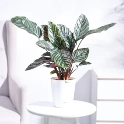 Calathea Sanderiana