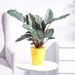 Calathea Sanderiana