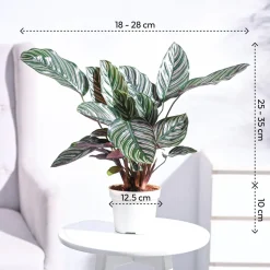 Calathea Sanderiana