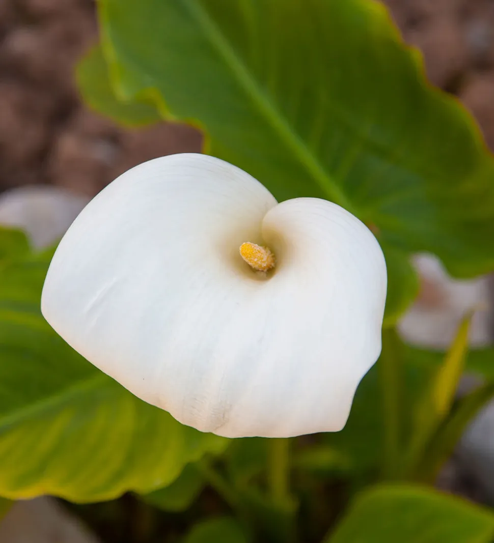 Calla Lily Bulbs