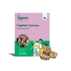 Calla Lily - Captain Caruso Bulbs