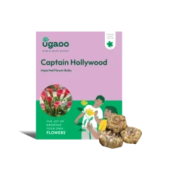 Calla Lily - Captain Hollywood Bulbs