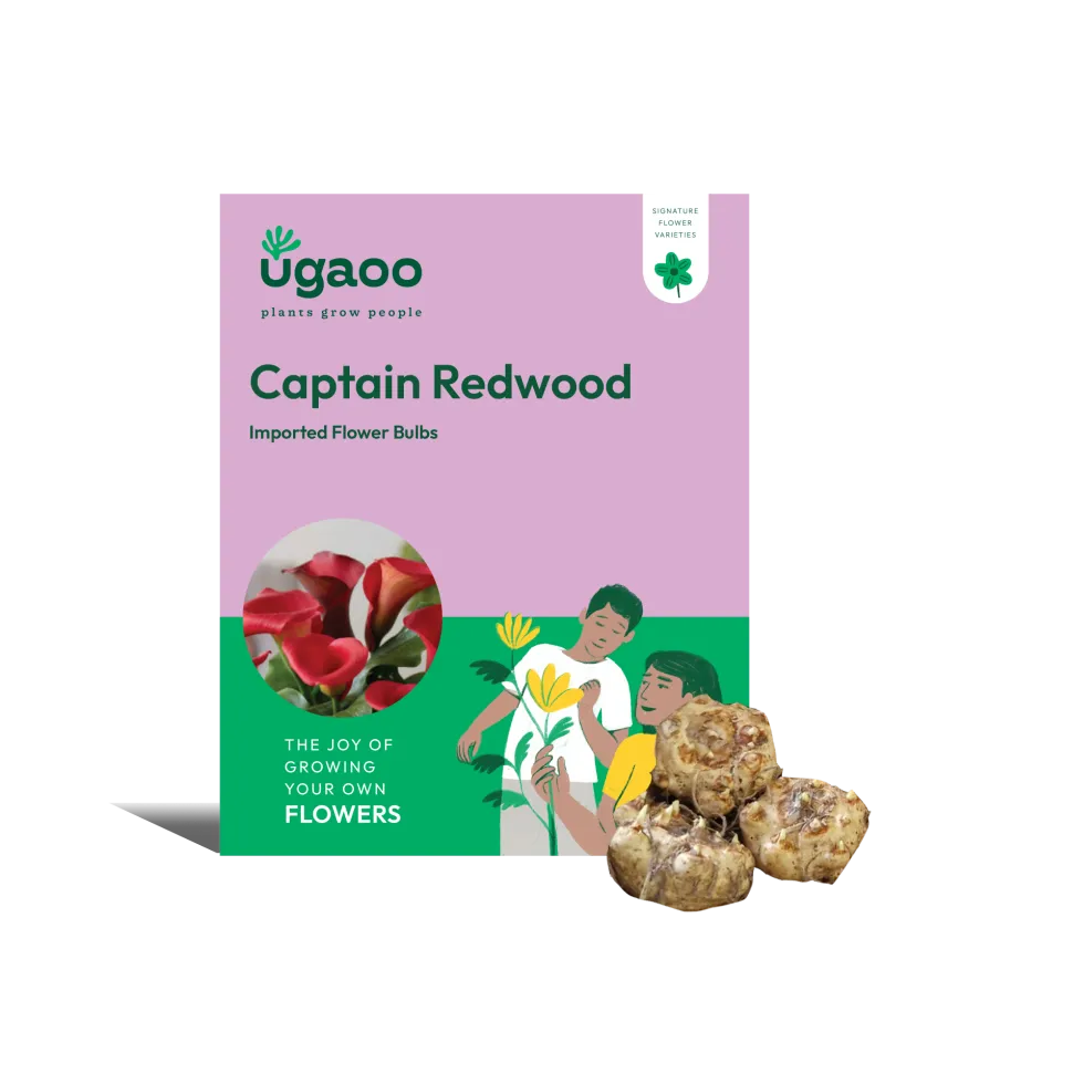 Calla Lily - Captain Redwood Bulbs