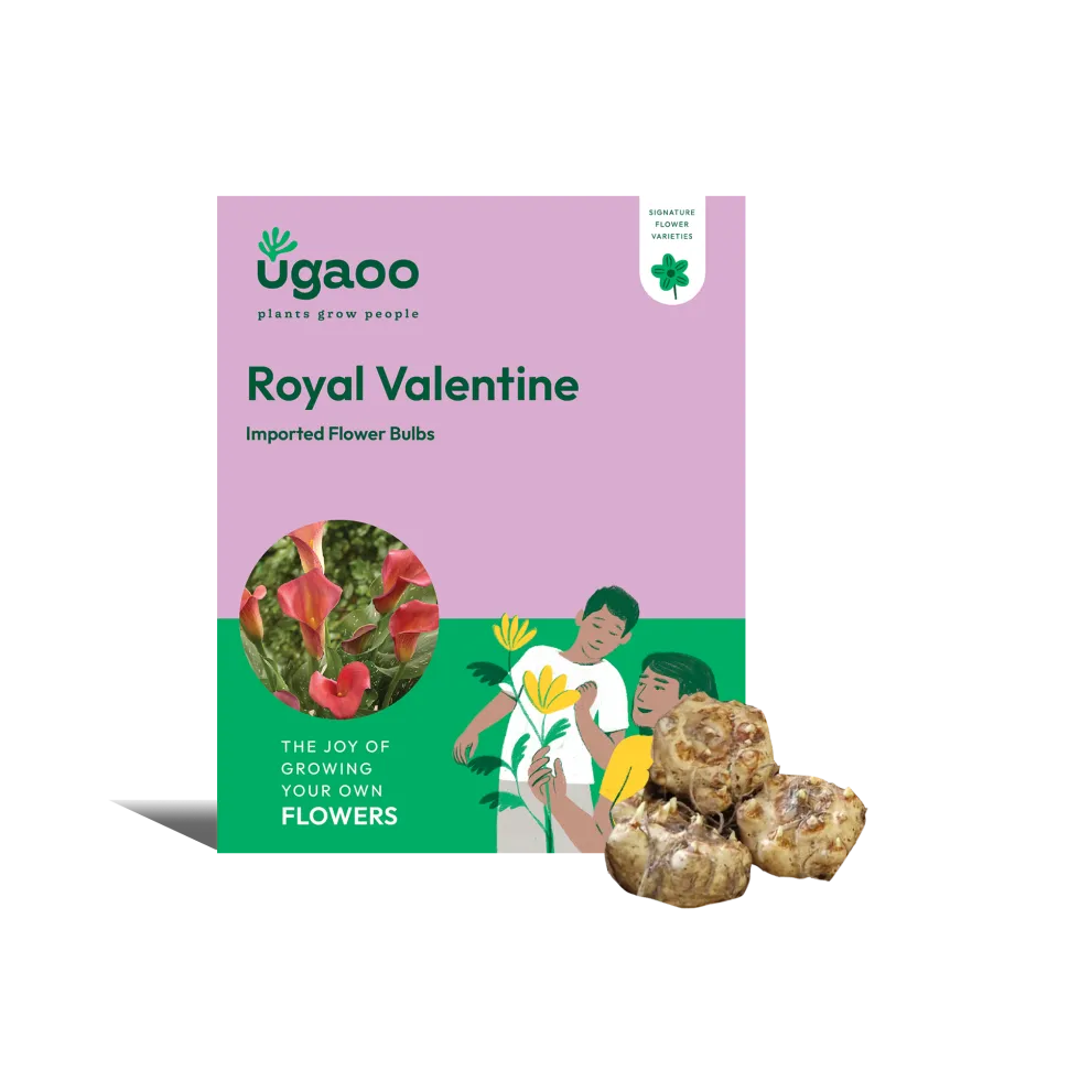 Calla Lily - Royal Valentine Bulbs