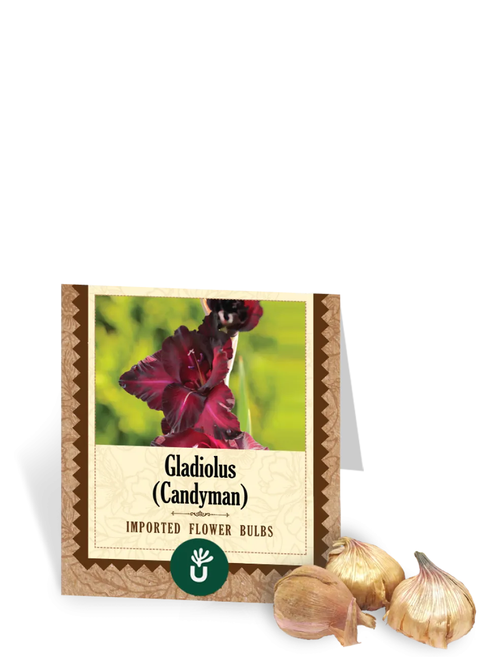 Candyman Gladiolus Bulbs