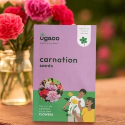 Carnation Seeds