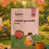 Cassia Grandis Seeds - 100 g