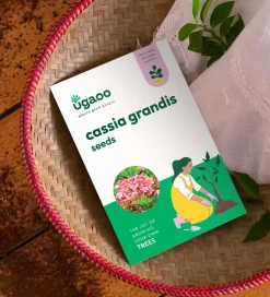 Cassia Grandis Seeds - 100 g