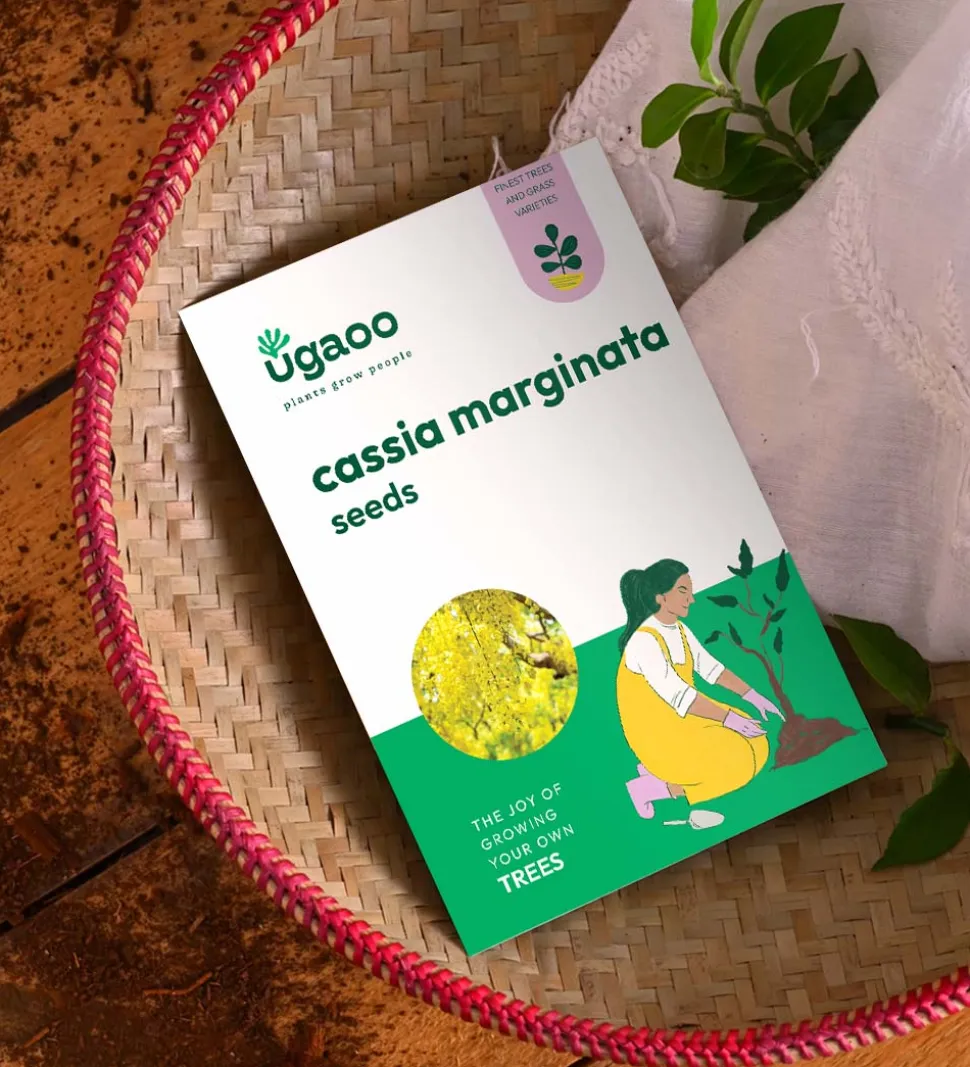 Cassia Marginata Seeds (Red Shower Tree) - 100 g