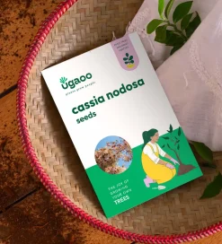 Cassia Nodosa Seeds - 100 g