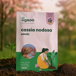 Cassia Nodosa Seeds - 100 g