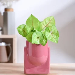 Cats are Gods Ceramic Planter