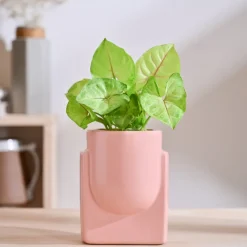 Cats are Gods Ceramic Planter