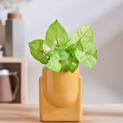 Cats are Gods Ceramic Planter