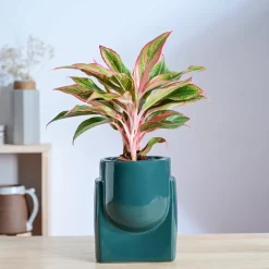 Cats are Gods Ceramic Planter