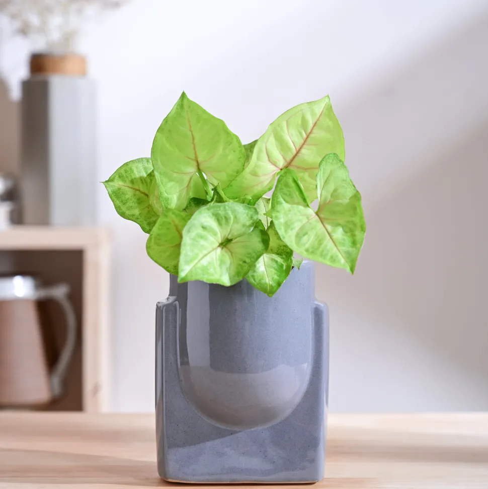 Cats are Gods Ceramic Planter
