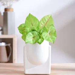 Cats are Gods Ceramic Planter