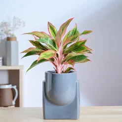 Cats are Gods Ceramic Planter