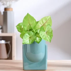 Cats are Gods Ceramic Planter