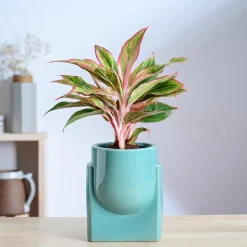 Cats are Gods Ceramic Planter