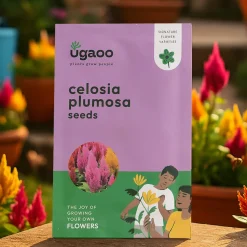 Celosia Plumosa Seeds