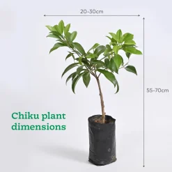 Chiku and Pomegranate Fruit Plant Combo with Grow Bag
