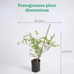 Chiku and Pomegranate Fruit Plant Combo with Grow Bag