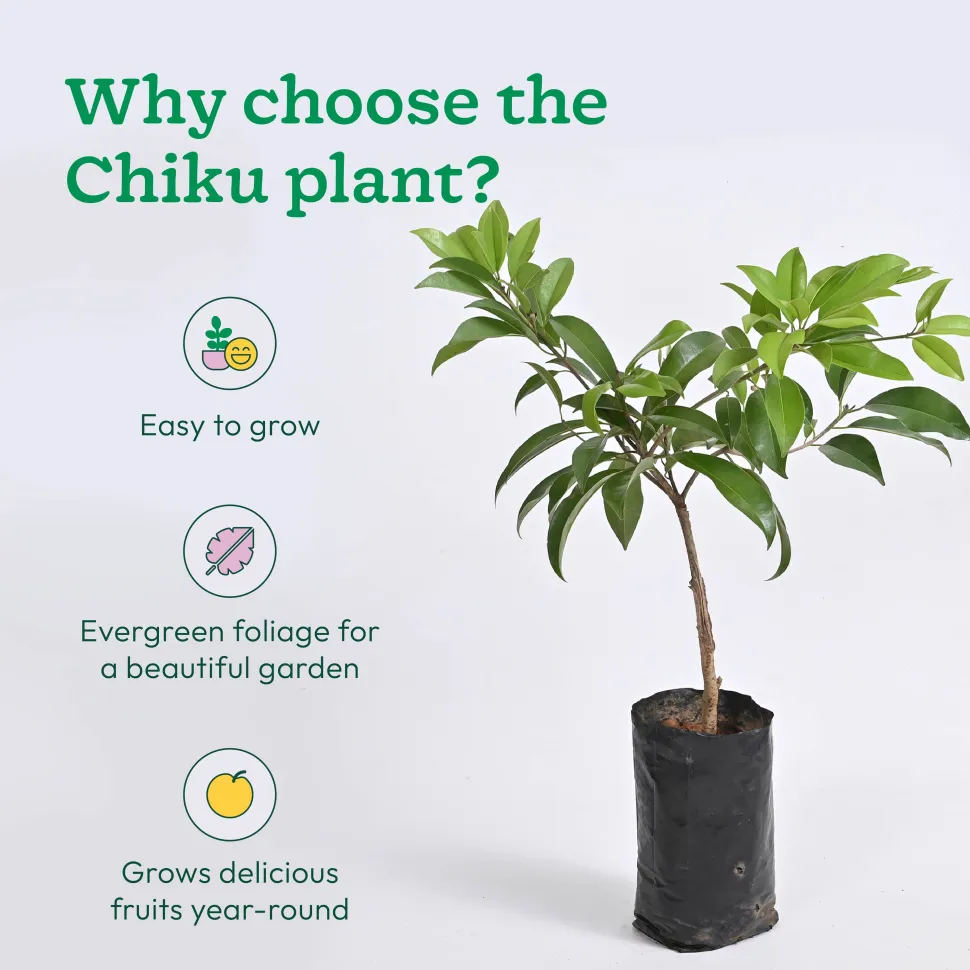 Chiku Plant with Grow Bag