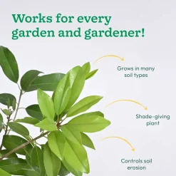 Chiku Plant with Grow Bag