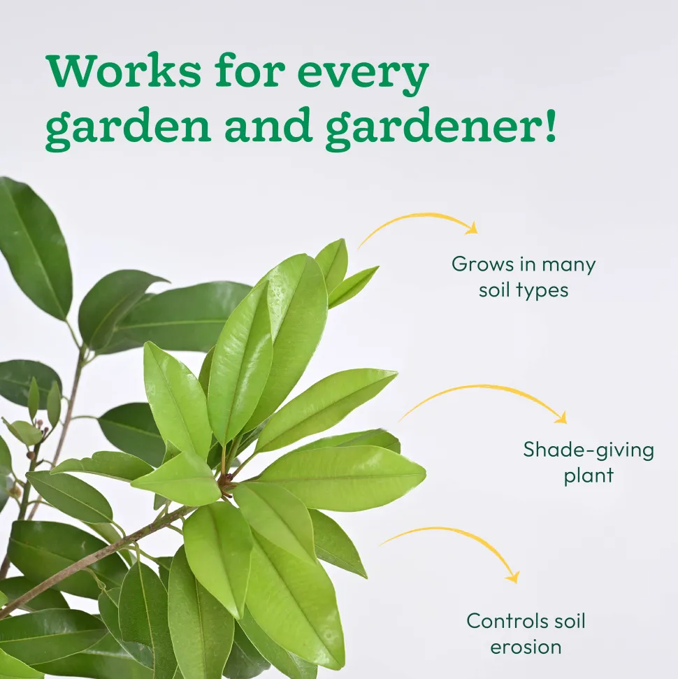 Chiku Plant with Grow Bag