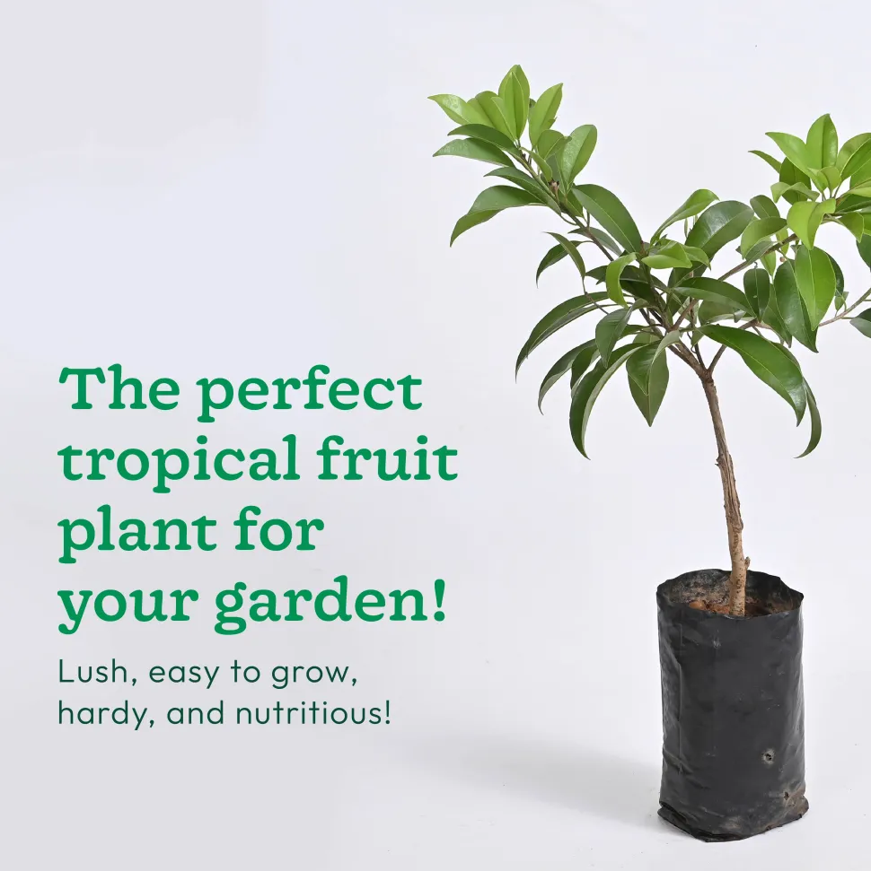 Chiku Plant with Grow Bag