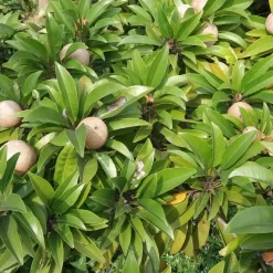 Chiku Plant with Grow Bag